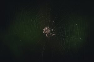 Photo dreaming of spiders