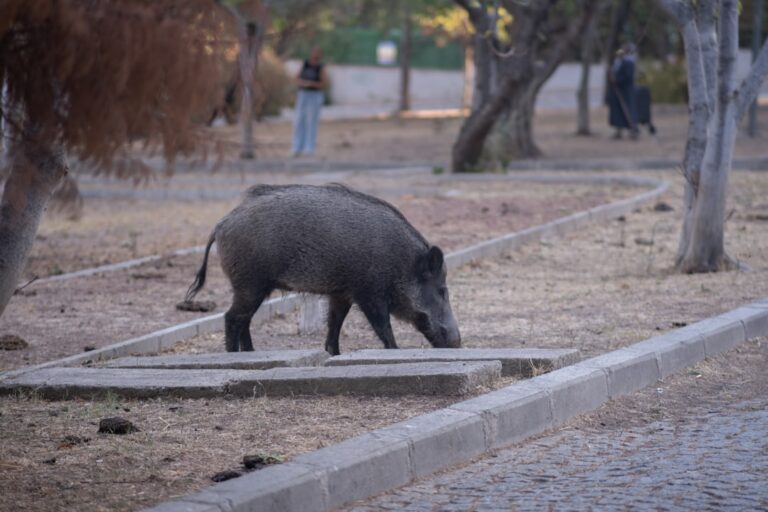 Cum sa gatesti tochitura de porc