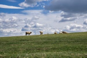 Photo Transilvania