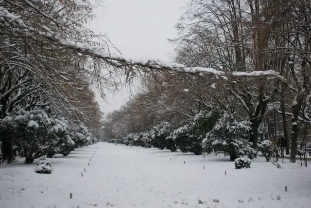 Photo Bucharest Botanical Garden history peaceful oasis